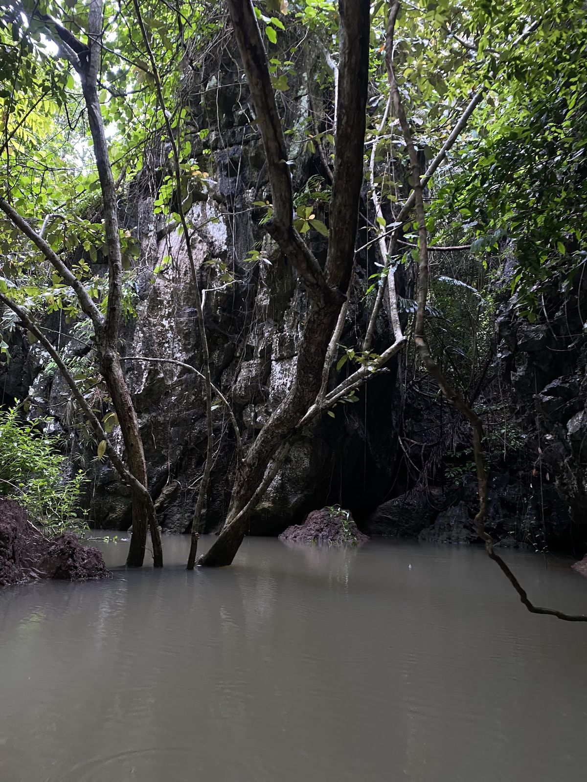 Absolute kayaking mangrove krabi @ aonang photo 3