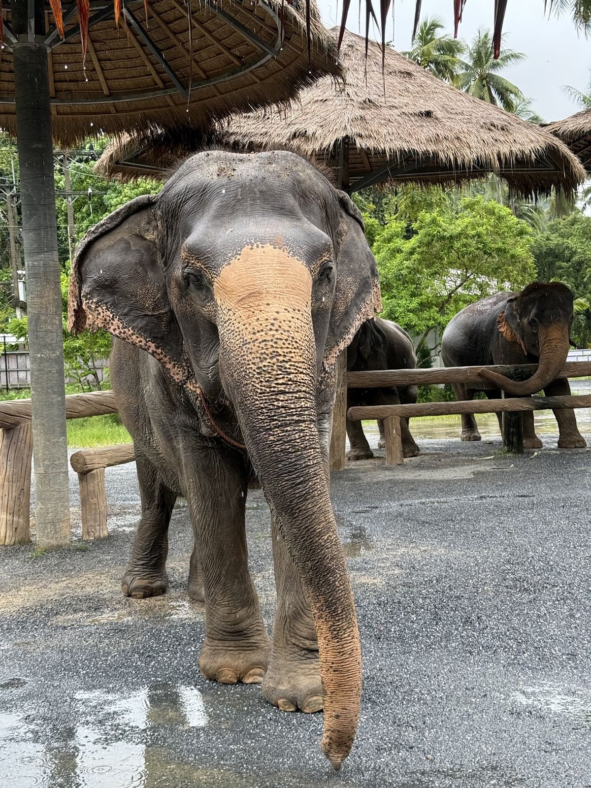 Ao Nang Elephant Sanctuary Krabi (Booking is needed) photo 3
