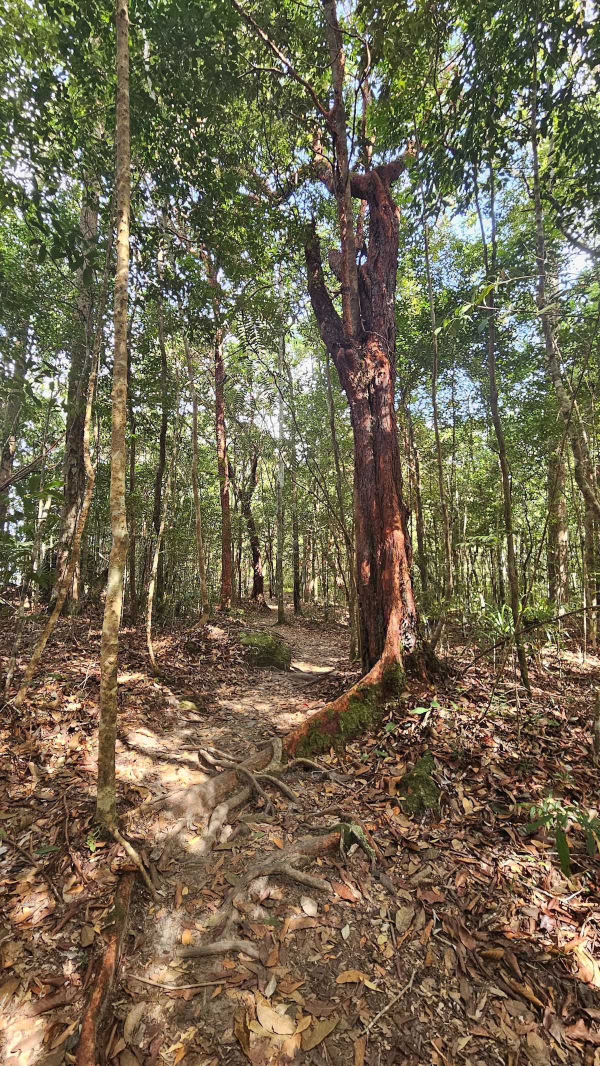 Dragon Crest Mountain photo 3