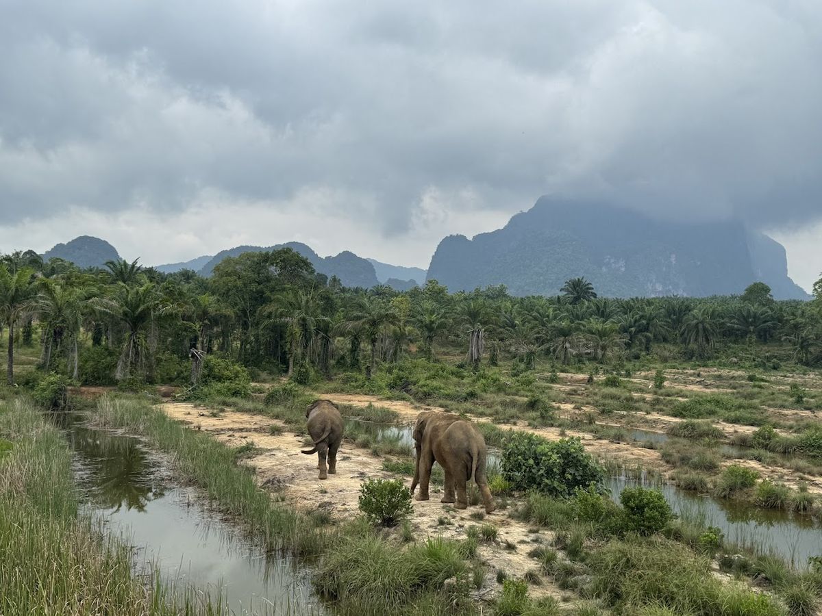 Following Giants Krabi / Ao Nang Ethical Elephant Sanctuary photo 2