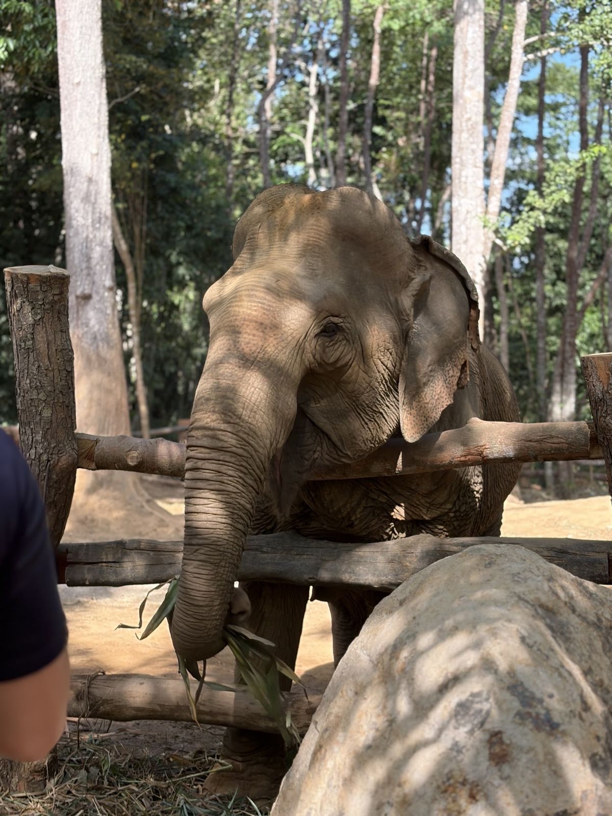 Following Giants Krabi / Ao Nang Ethical Elephant Sanctuary photo 3