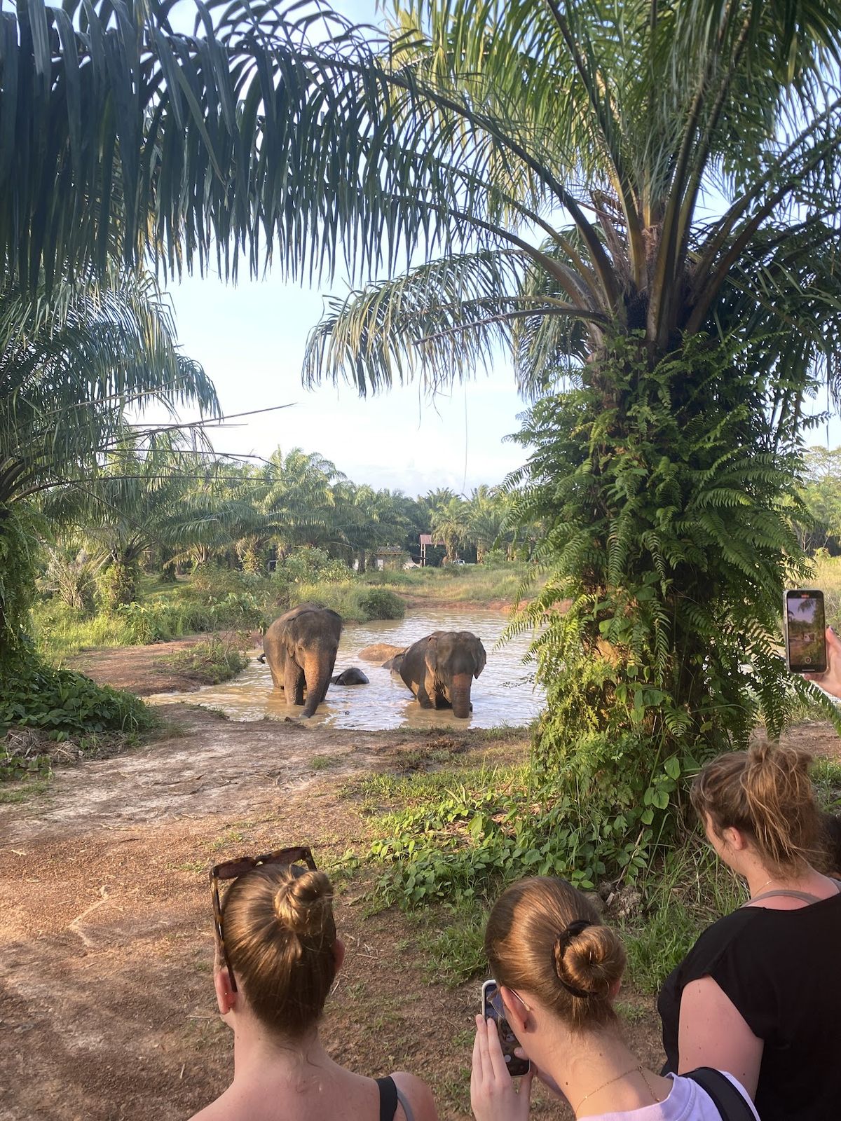 Following Giants Krabi / Ao Nang Ethical Elephant Sanctuary photo 4