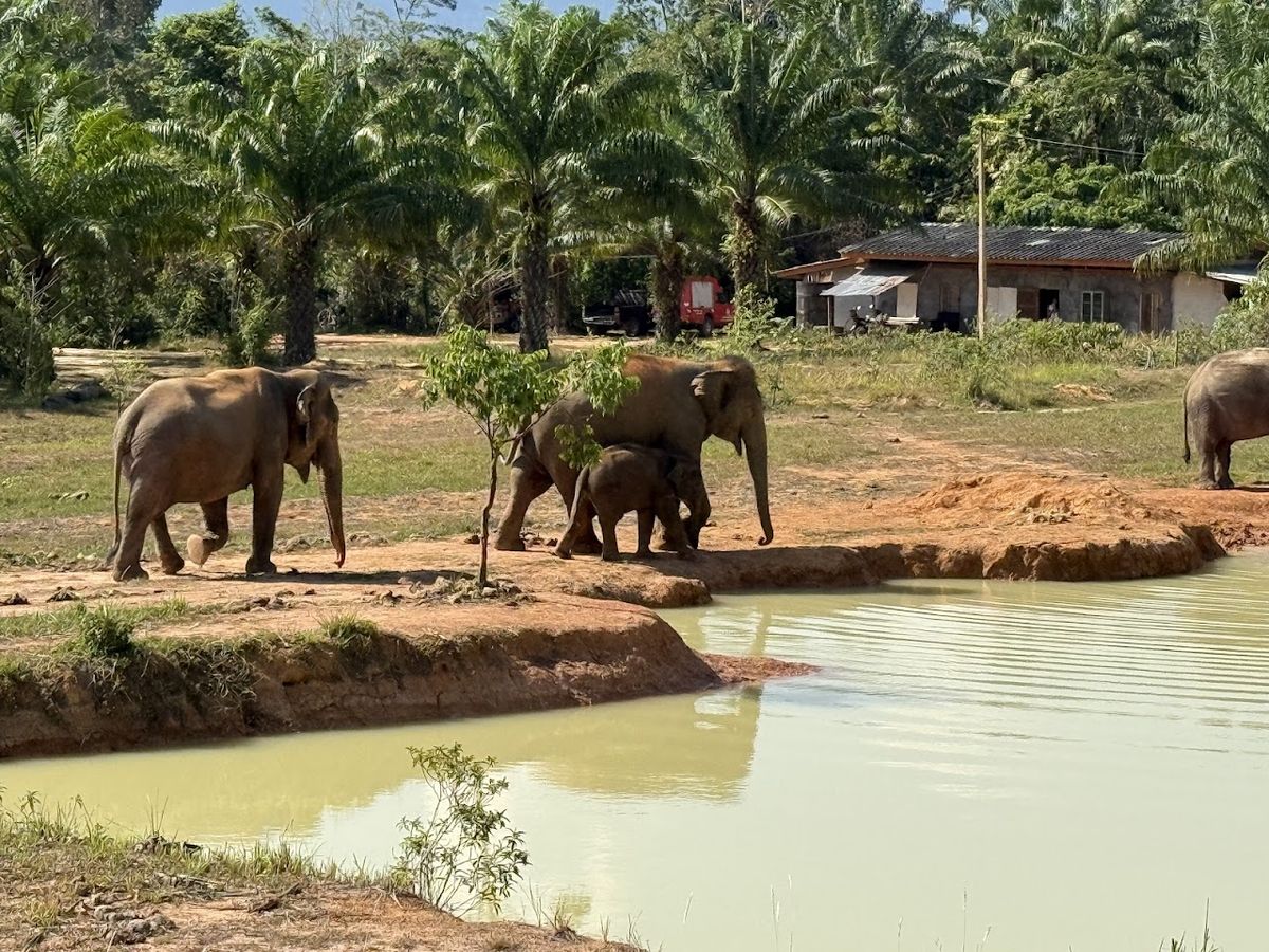 Following Giants Krabi / Ao Nang Ethical Elephant Sanctuary, Krabi