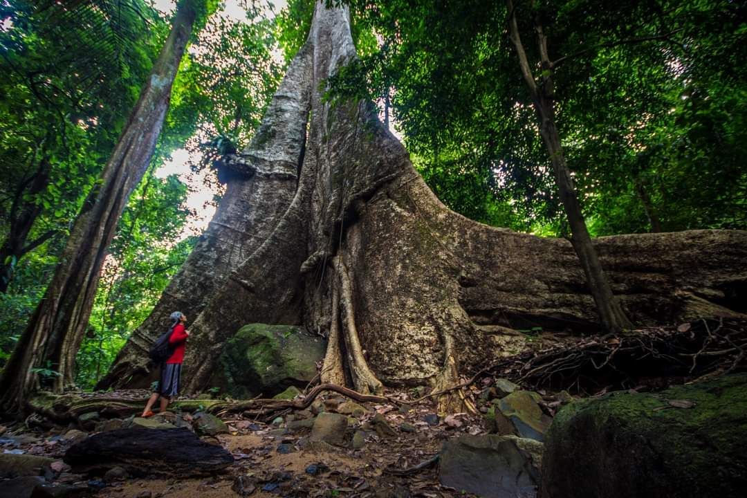Khao Phanom Bencha National Park photo 3