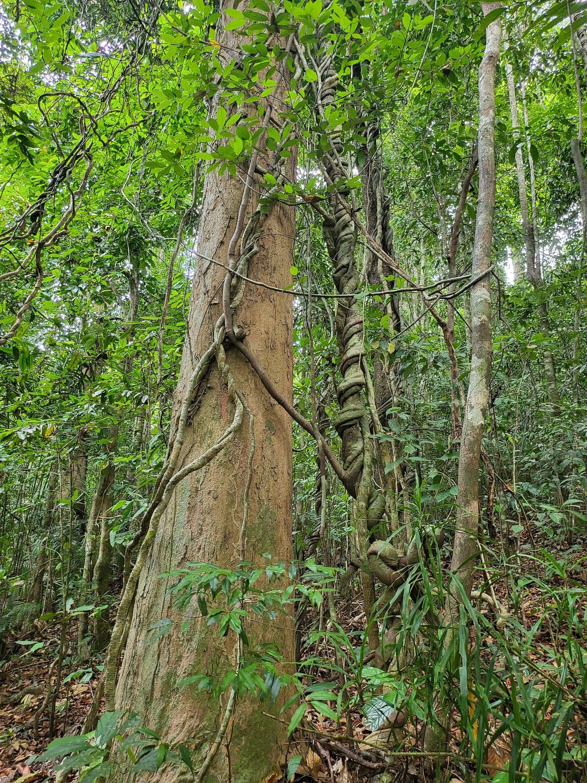 Khao Phra Thaeo Non-Hunting Area photo 3