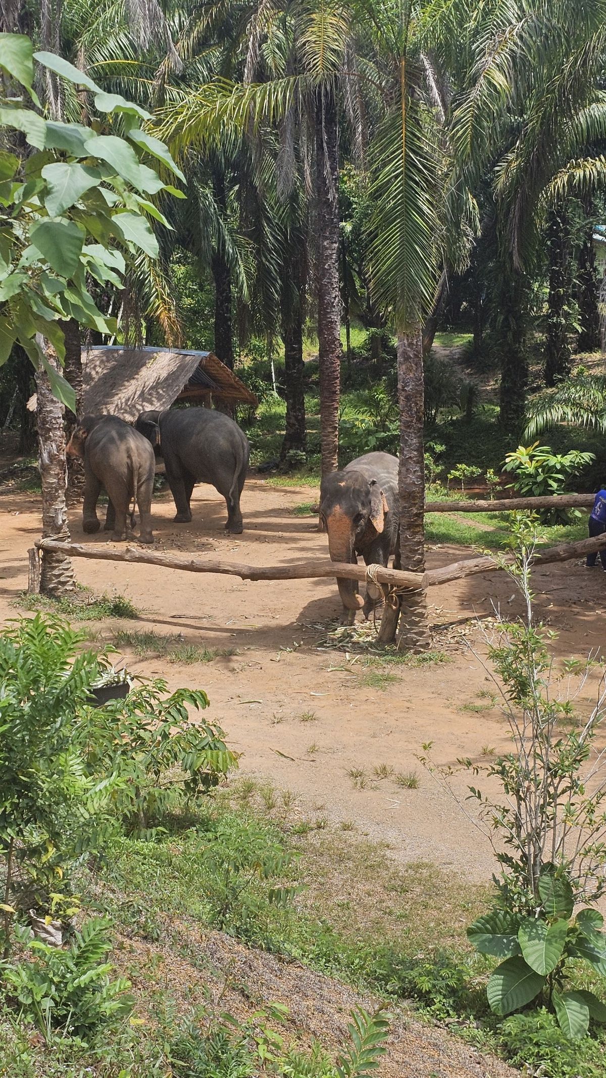Khaothong Elephant Sanctuary photo 3