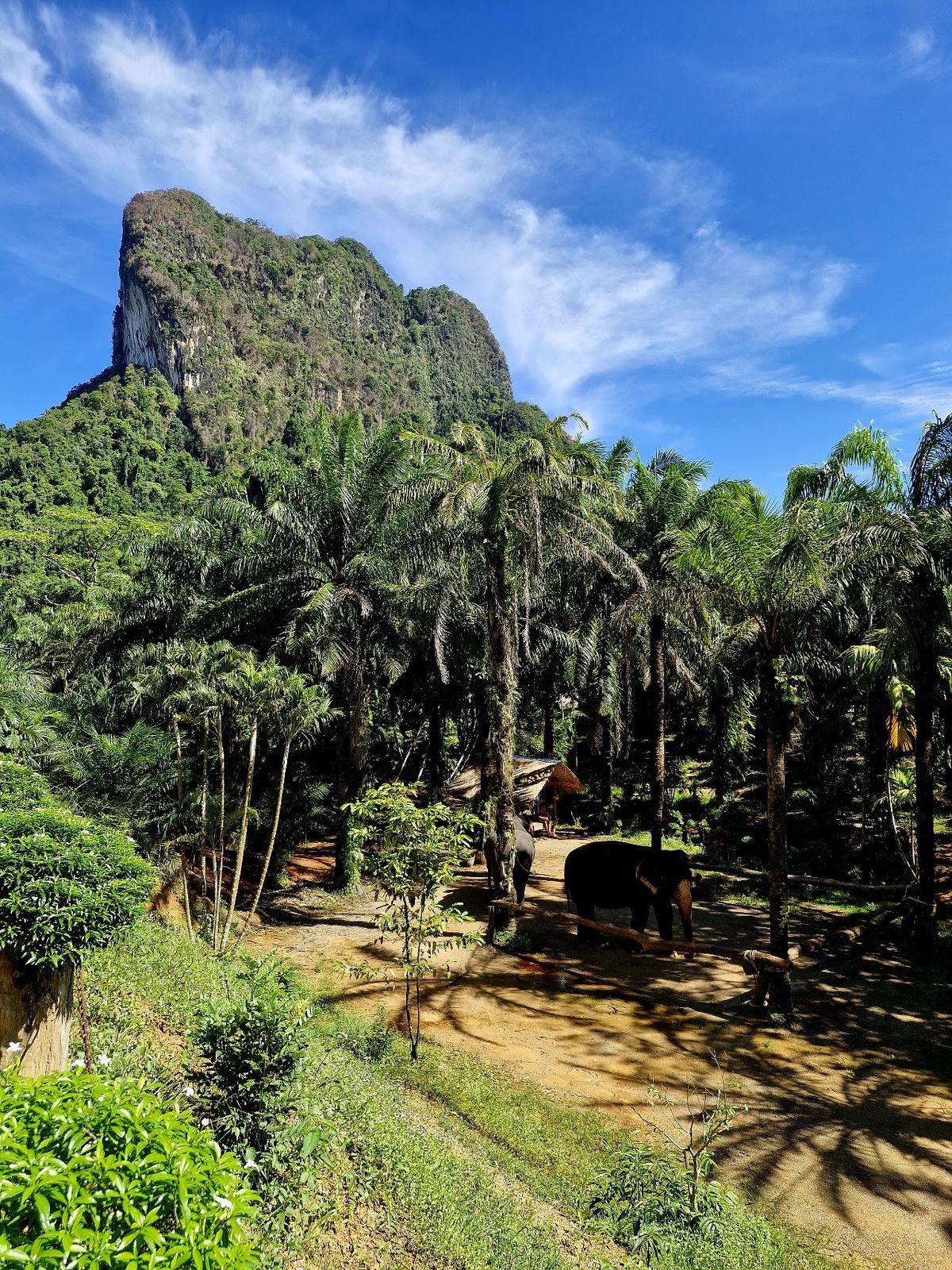 Khaothong Elephant Sanctuary photo 4