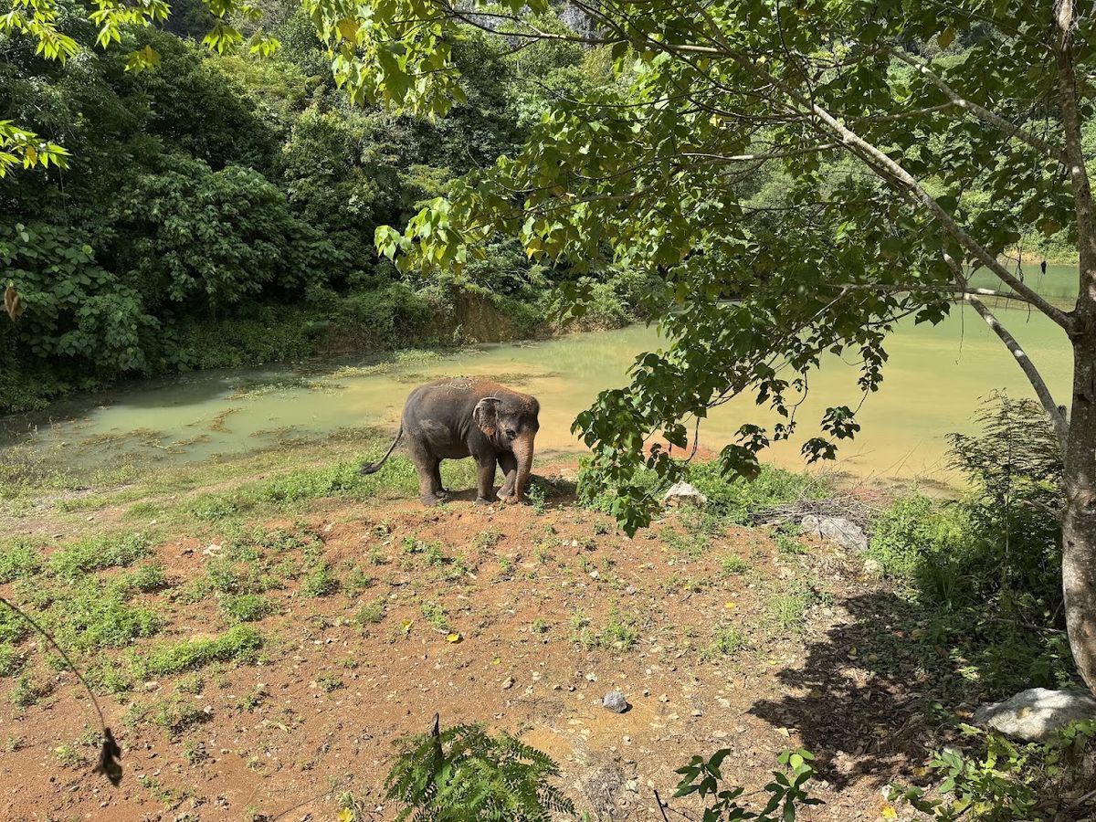Krabi Elephant Green Sanctuary photo 2