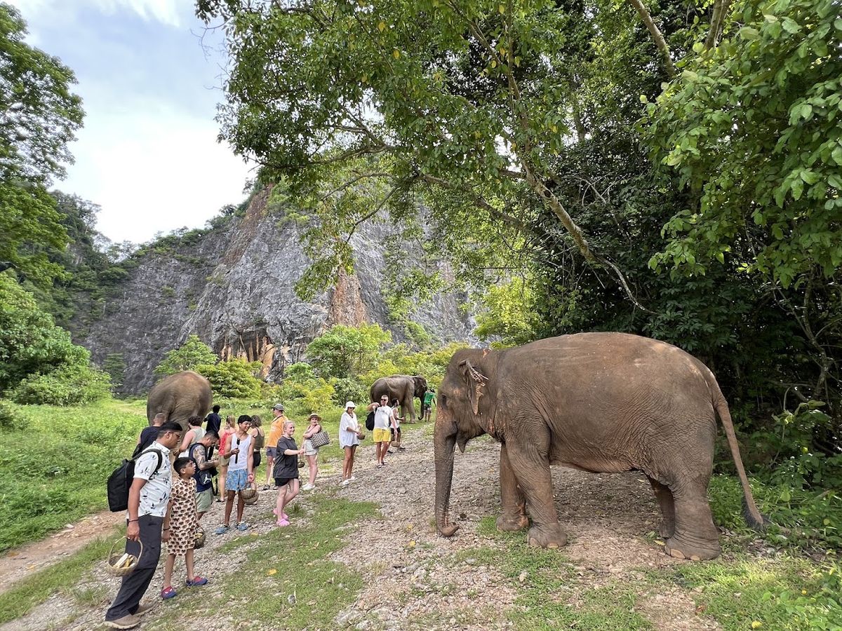 Krabi Elephant Green Sanctuary, Krabi