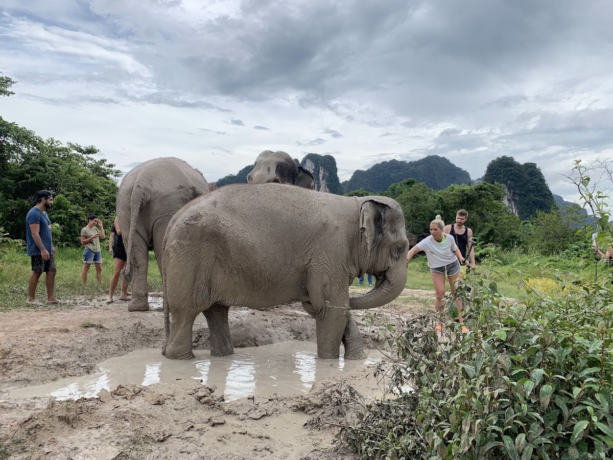 Krabi Elephant Sanctuary (Book Only) photo 3