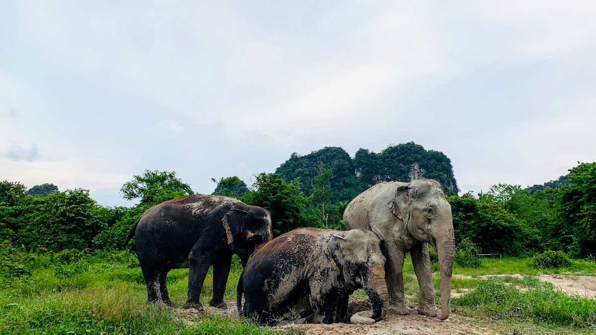 Krabi Elephant Sanctuary (Book Only), Krabi