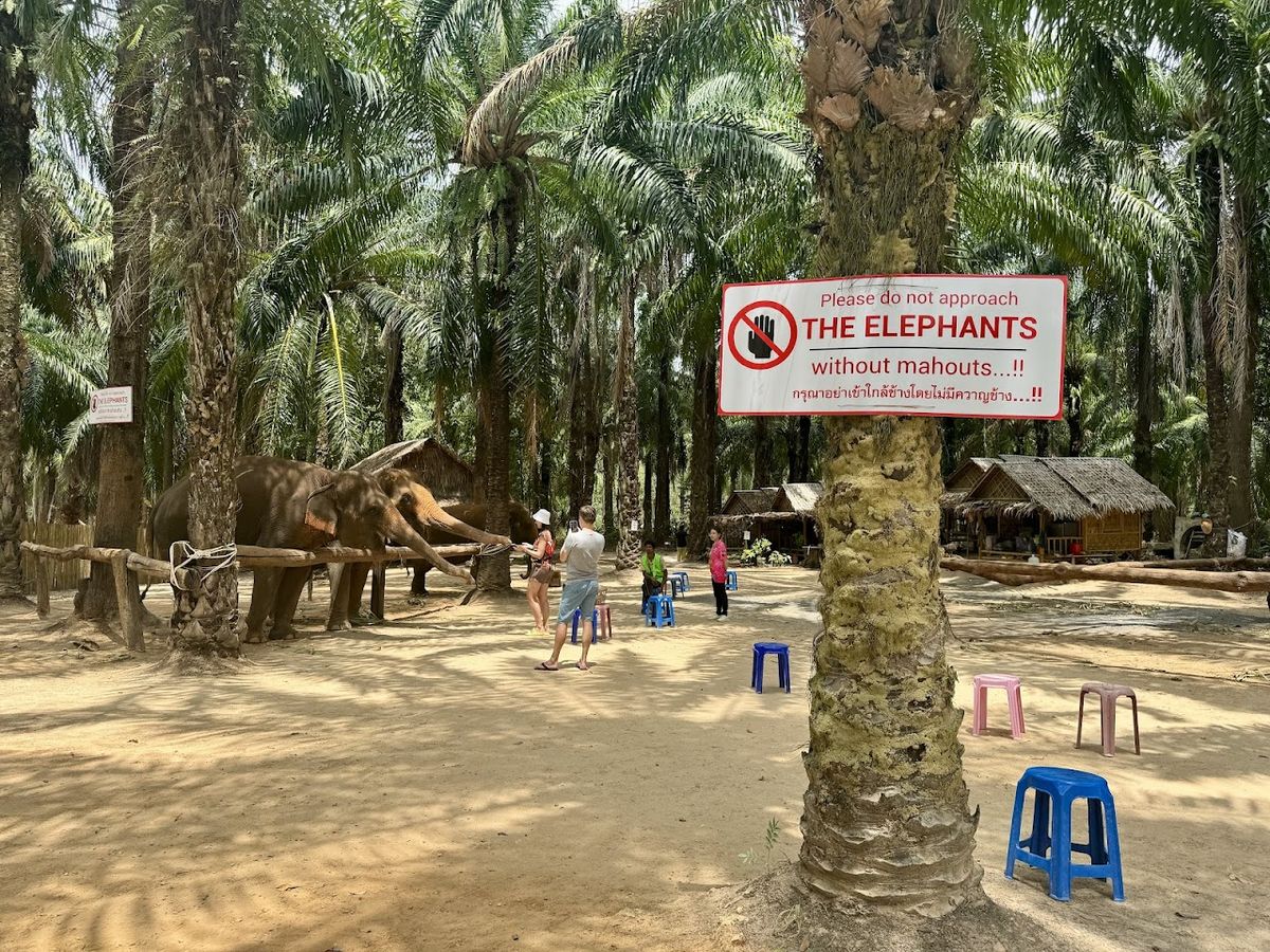 Krabi Elephant Shelter photo 3