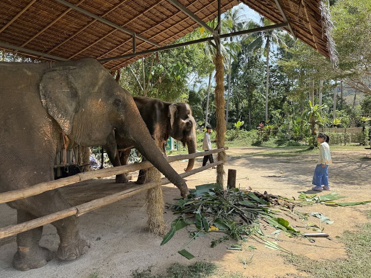 Krabi Old Elephant HOME photo 2