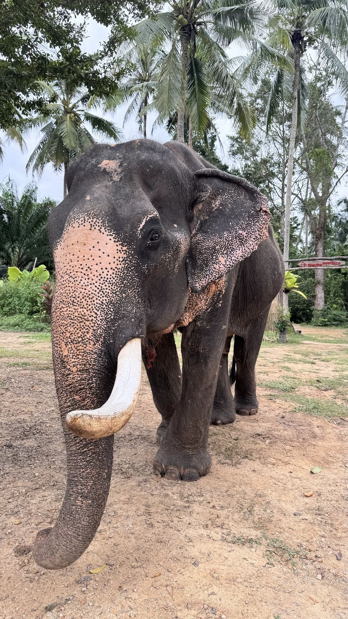 Krabi Old Elephant HOME, Krabi