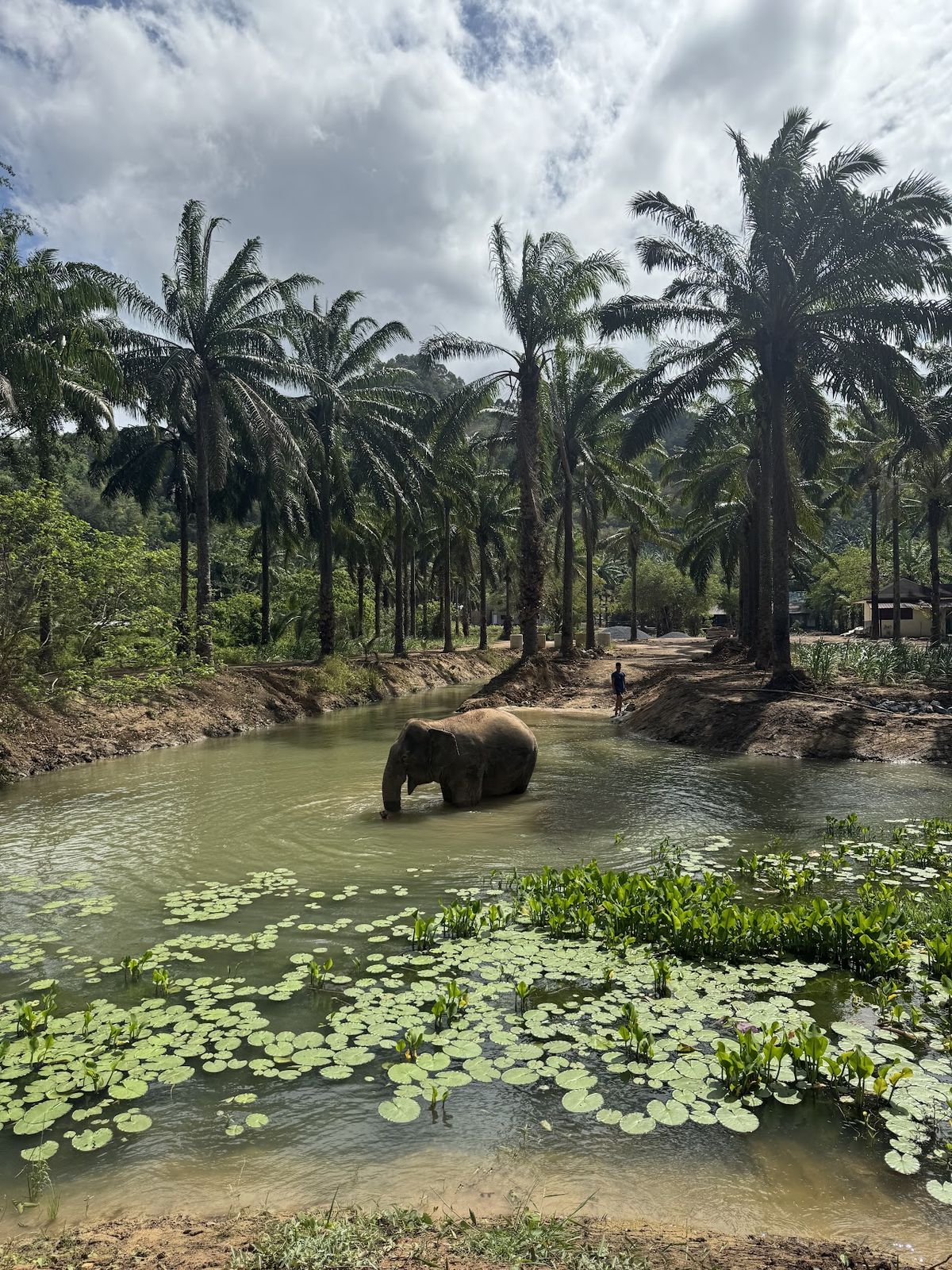 Krabi Roaming Elephant Sanctuary photo 2