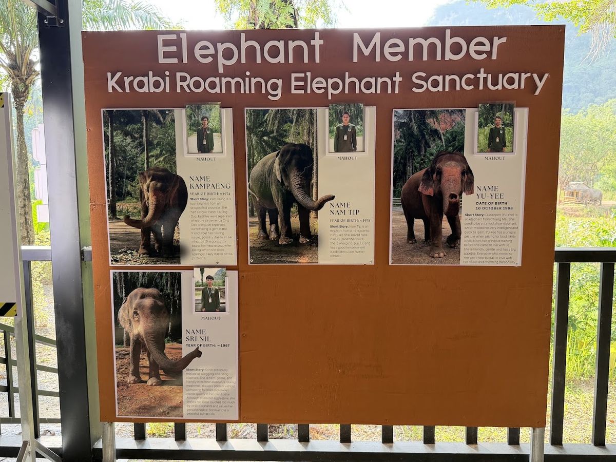 Krabi Roaming Elephant Sanctuary photo 4