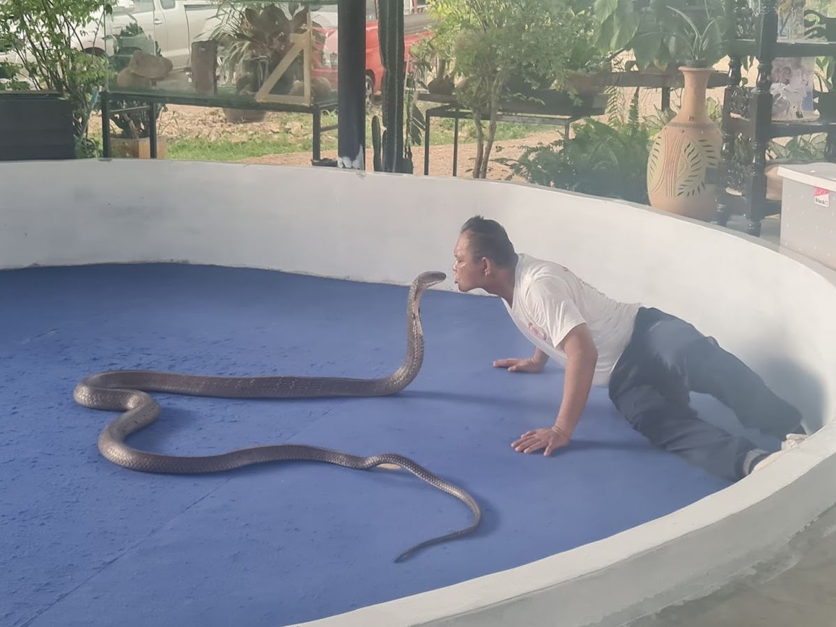 Krabi Snake Park and Kingcobra show photo 2