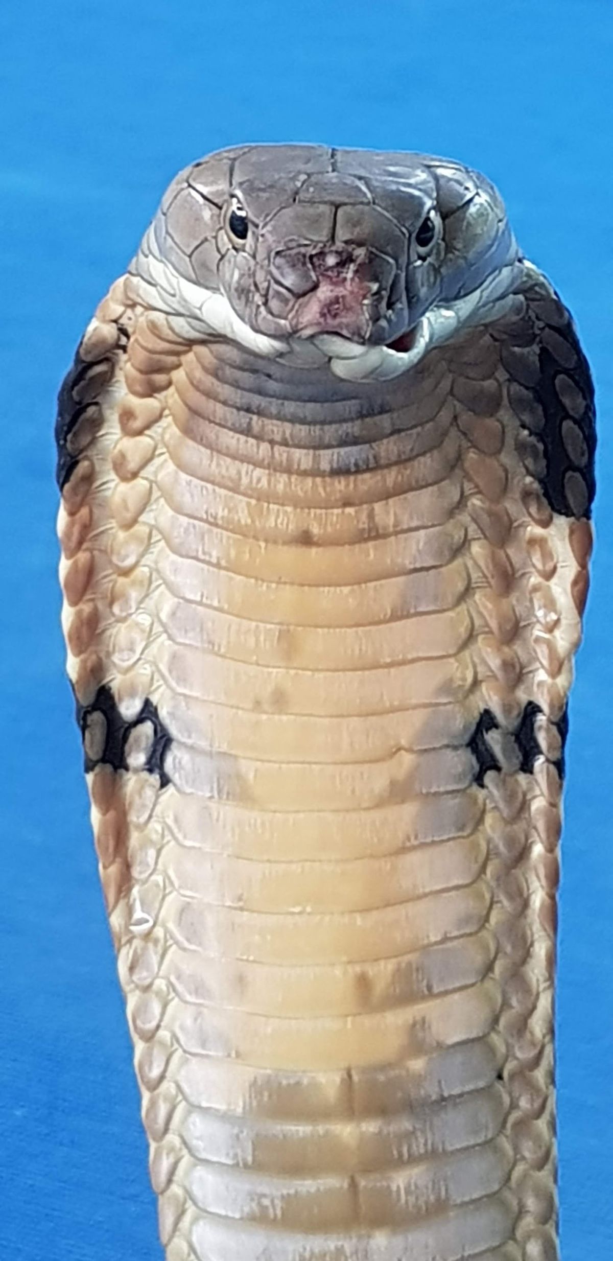 Krabi Snake Park and Kingcobra show photo 3