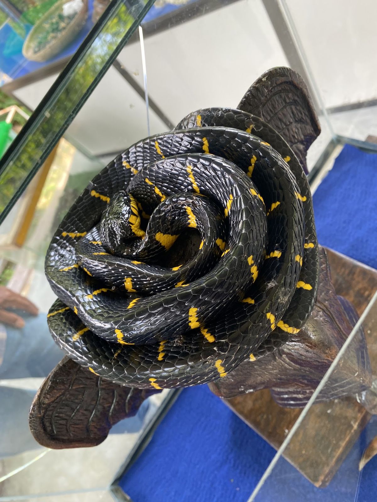 Krabi Snake Park and Kingcobra show photo 4