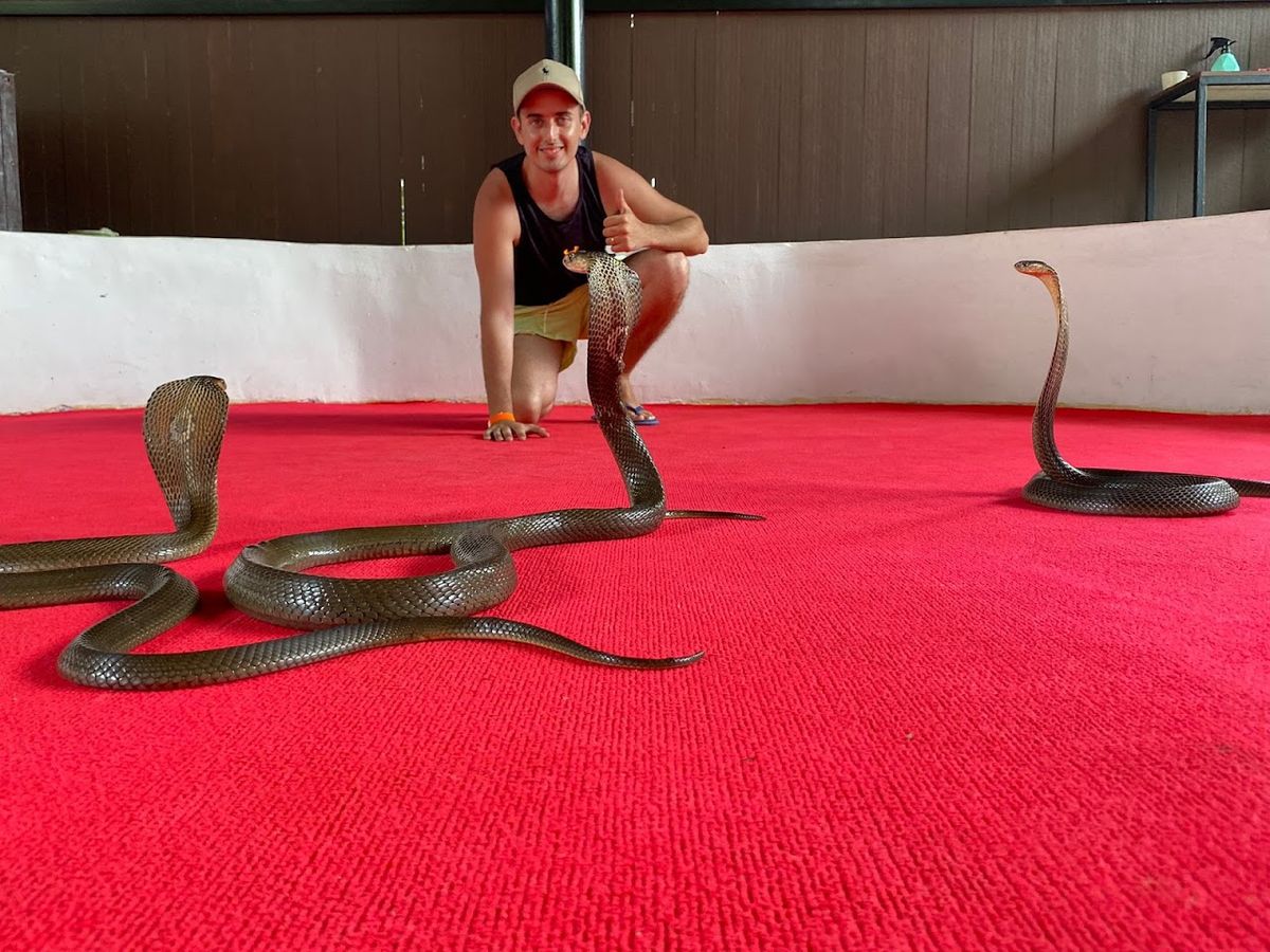 Krabi Snake Park and Kingcobra show, Krabi
