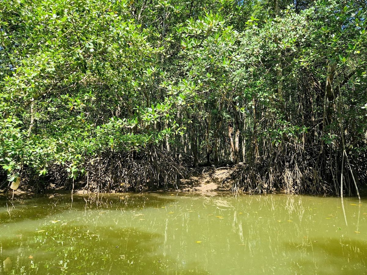 Krabi Urban Forest, Krabi