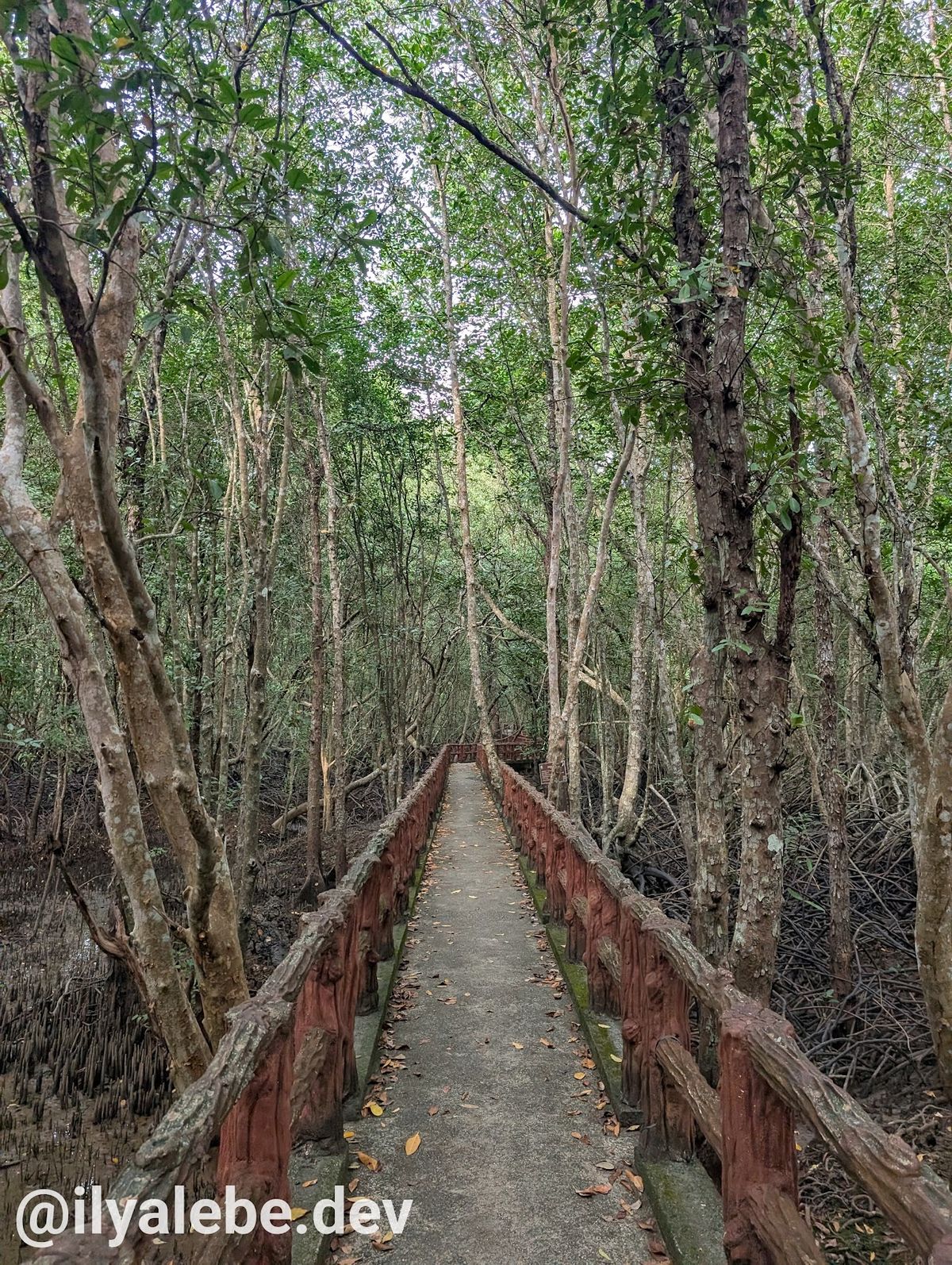 Krabi Mangrove Forest Conservation Centre photo 2