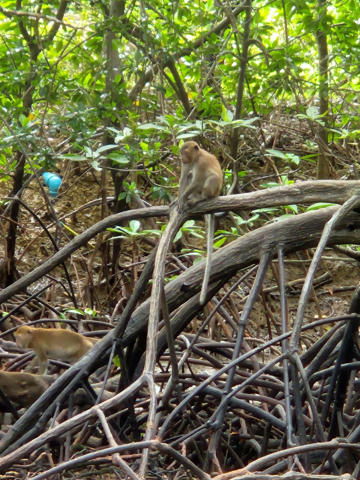 Krabi Mangrove Forest Conservation Centre photo 3
