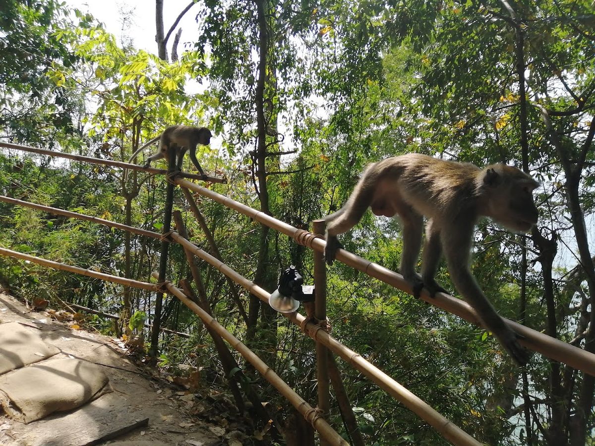 Monkey Trail, Ao Nang photo 2