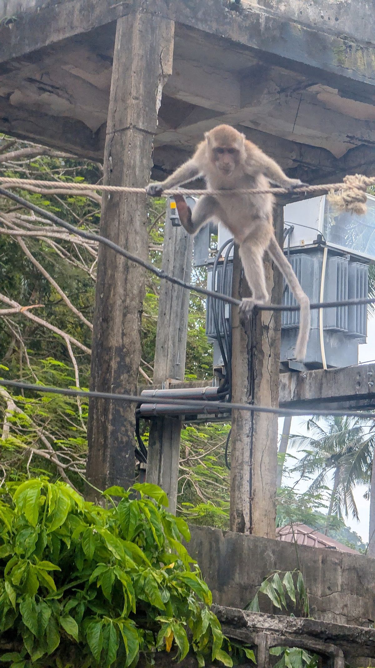 Railay Walking Street photo 4