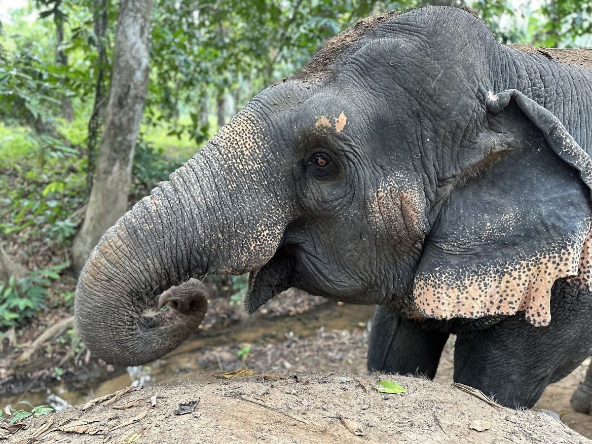 The Elephant Sanctuary Krabi Thailand, Krabi