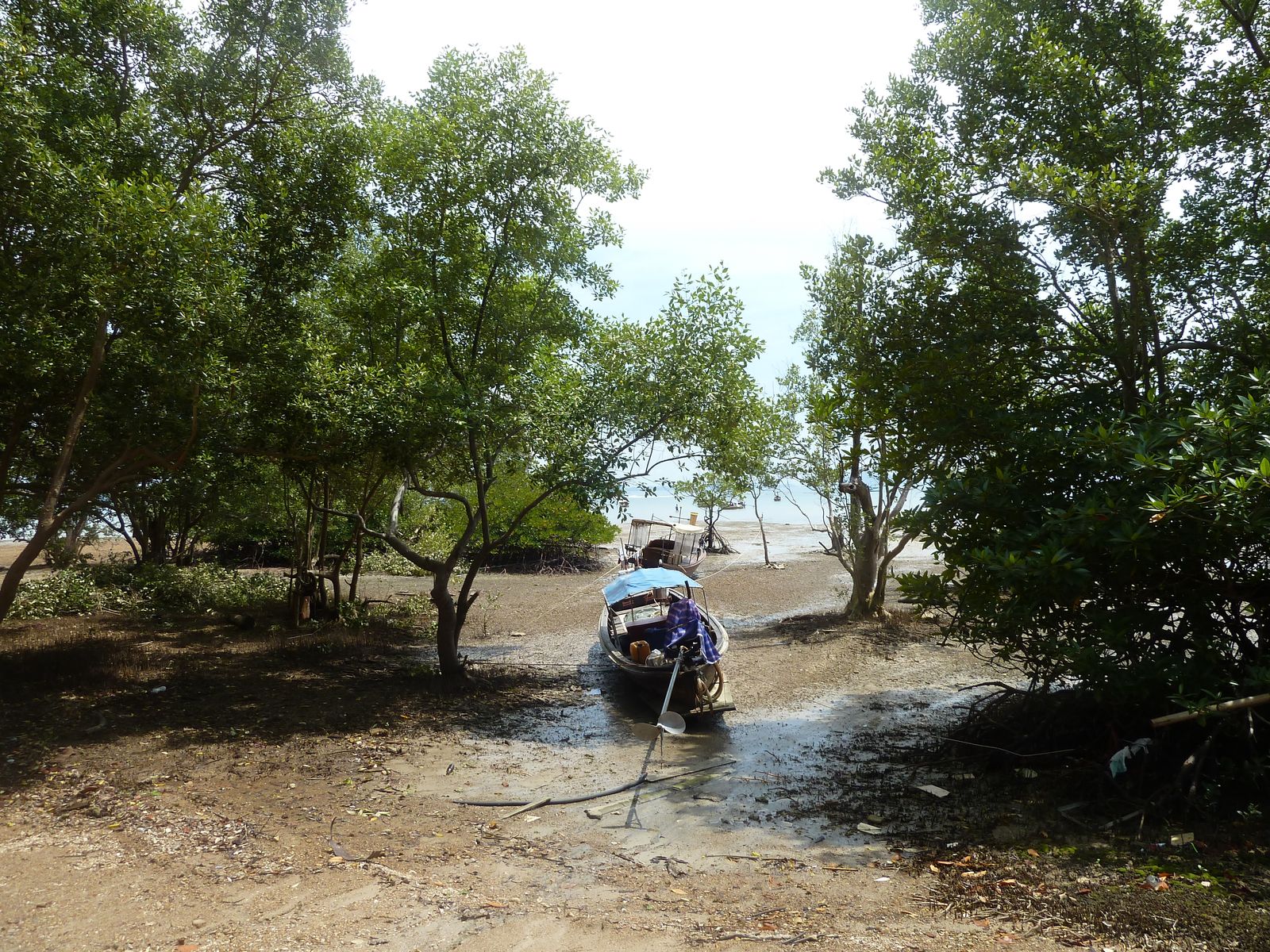 A longtail boat on the mudflats among the mangroves at Railay East at low tide